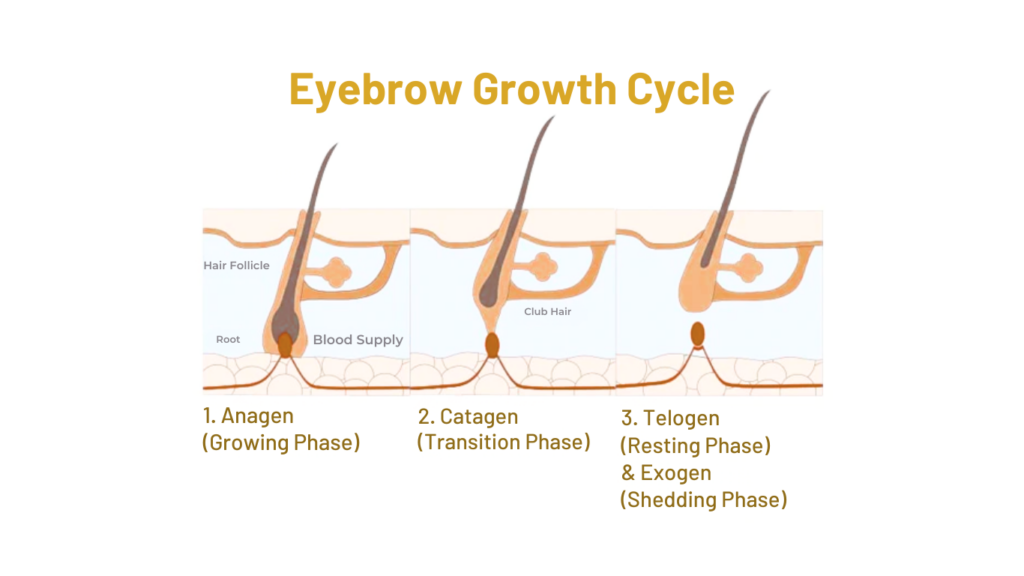 Eyebrow Growth Cycle