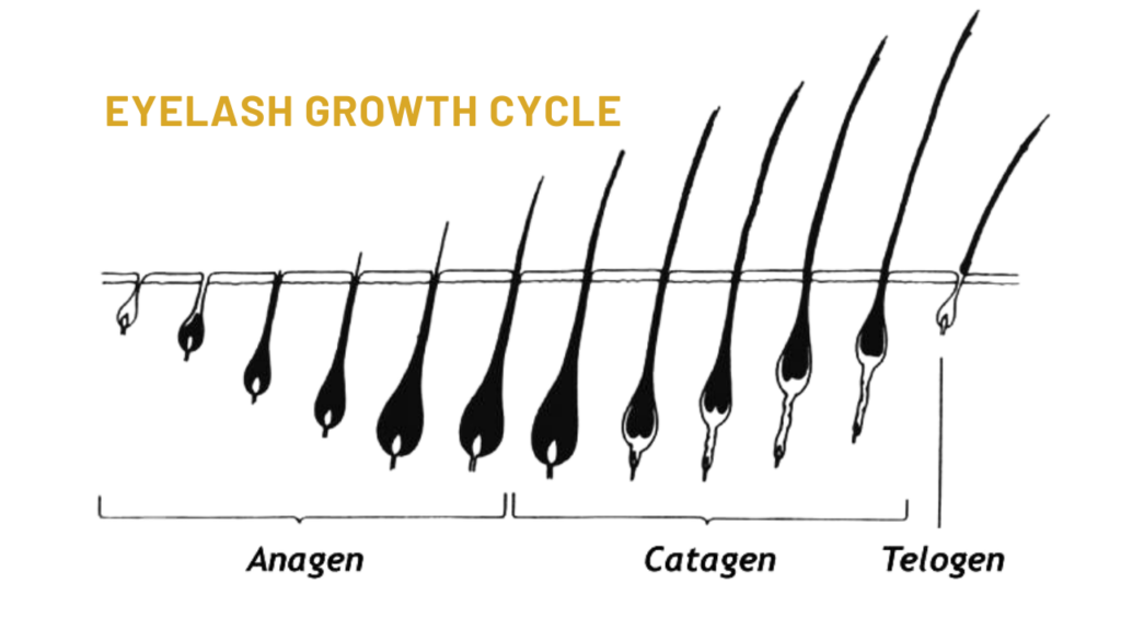 the Lash Growth Cycle 