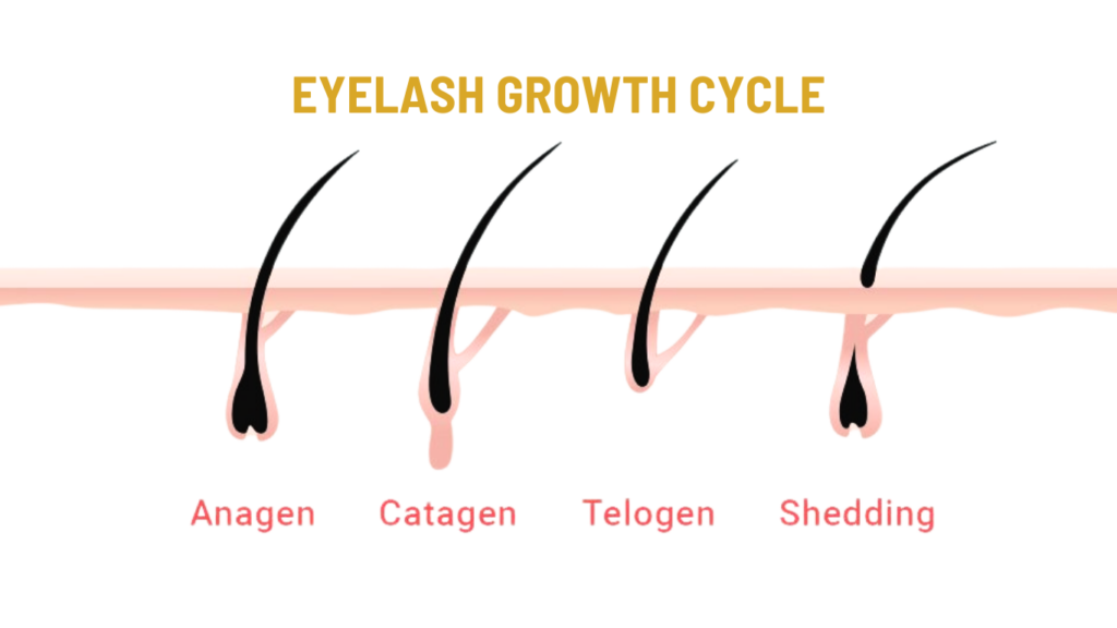 Eyelash Growth Cycle