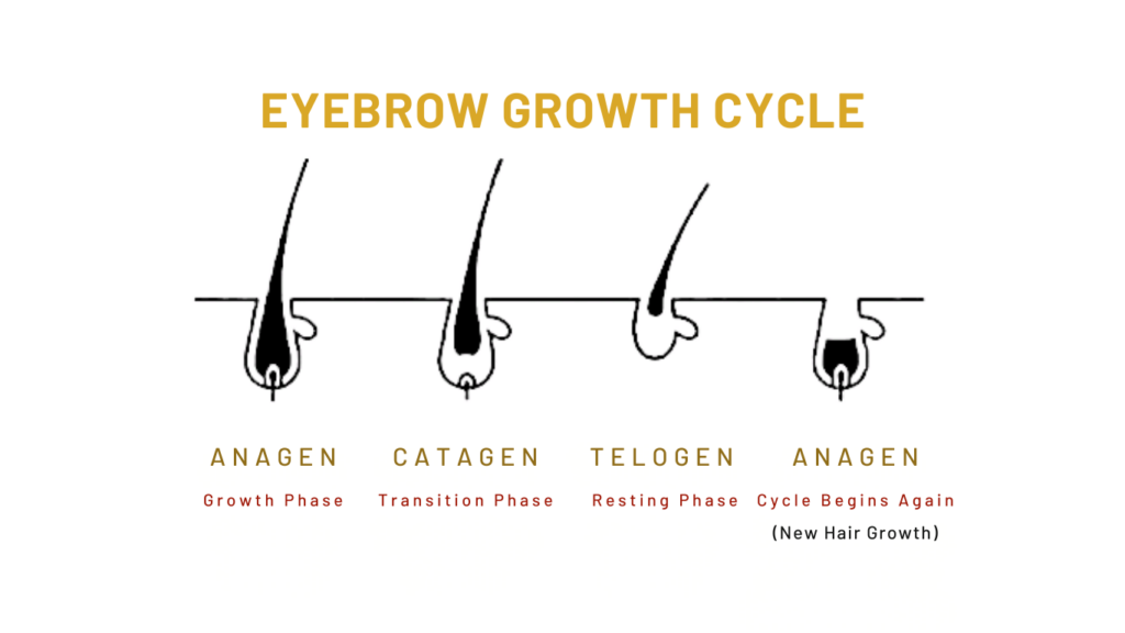 The Brow Growth Cycle 
