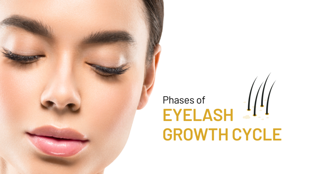 Phases of the Eyelash Growth Cycle 