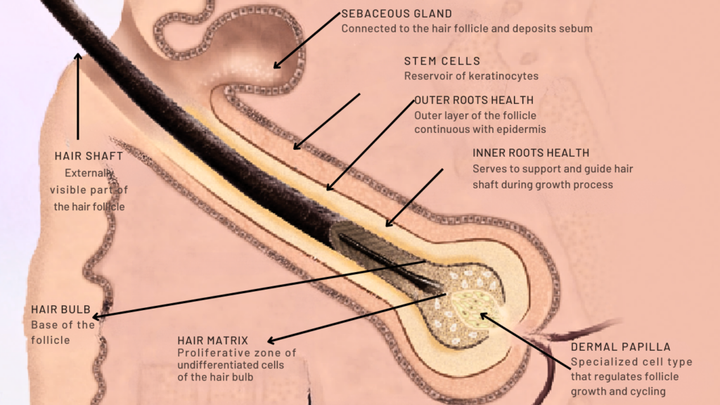 Hair Shaft, Root, and Bulb
