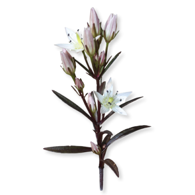 Swertia Japonica Extract